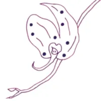  Jérôme   Cuvelier  , Masseur bien-être à Lyon