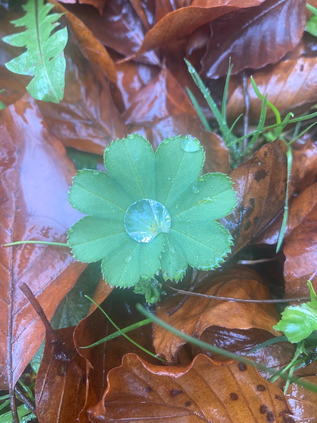 Photo numéro 7 de la galerie de Myriam Pawly : Naturopathe à Abbans-Dessus. Prendre RDV