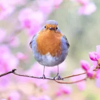 Mélanie Roobaey, naturopathe à Vieux-conde