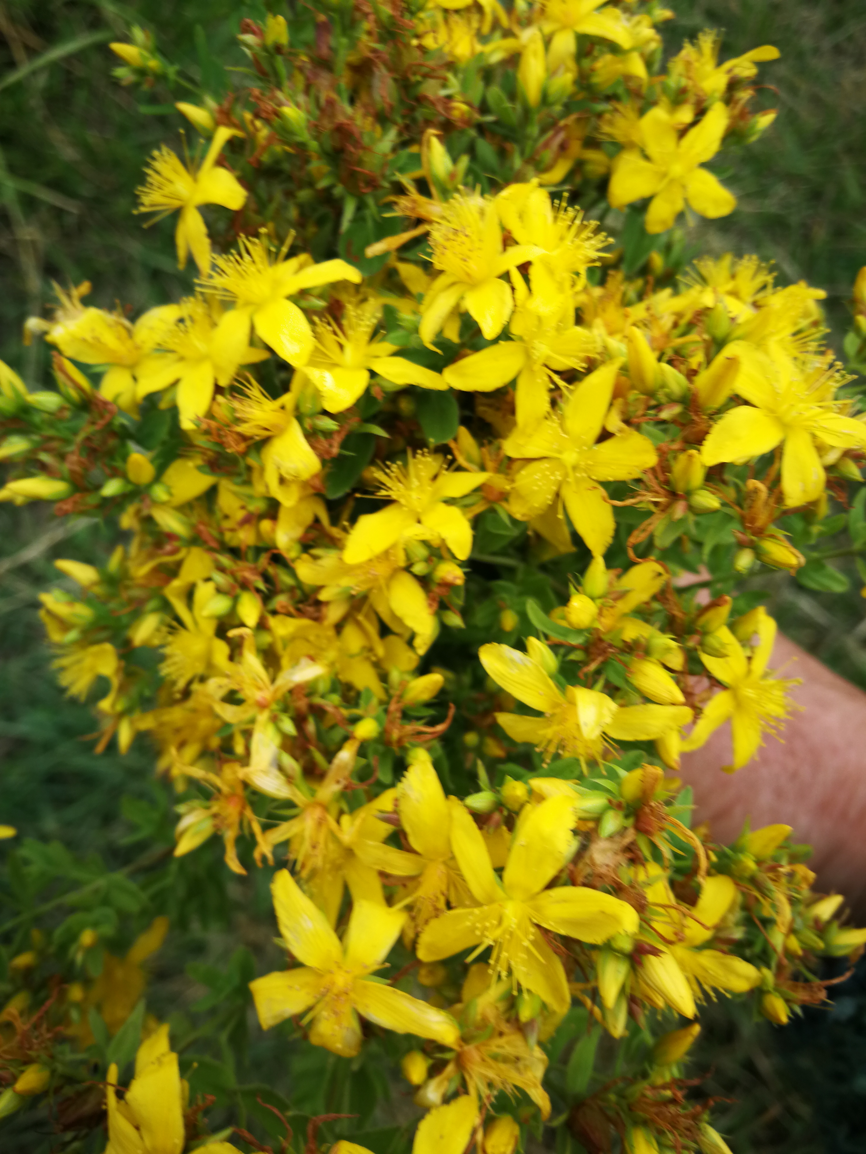 Photo numéro 4 de la galerie de Beppie Glaap De Wildt : . Prendre RDV