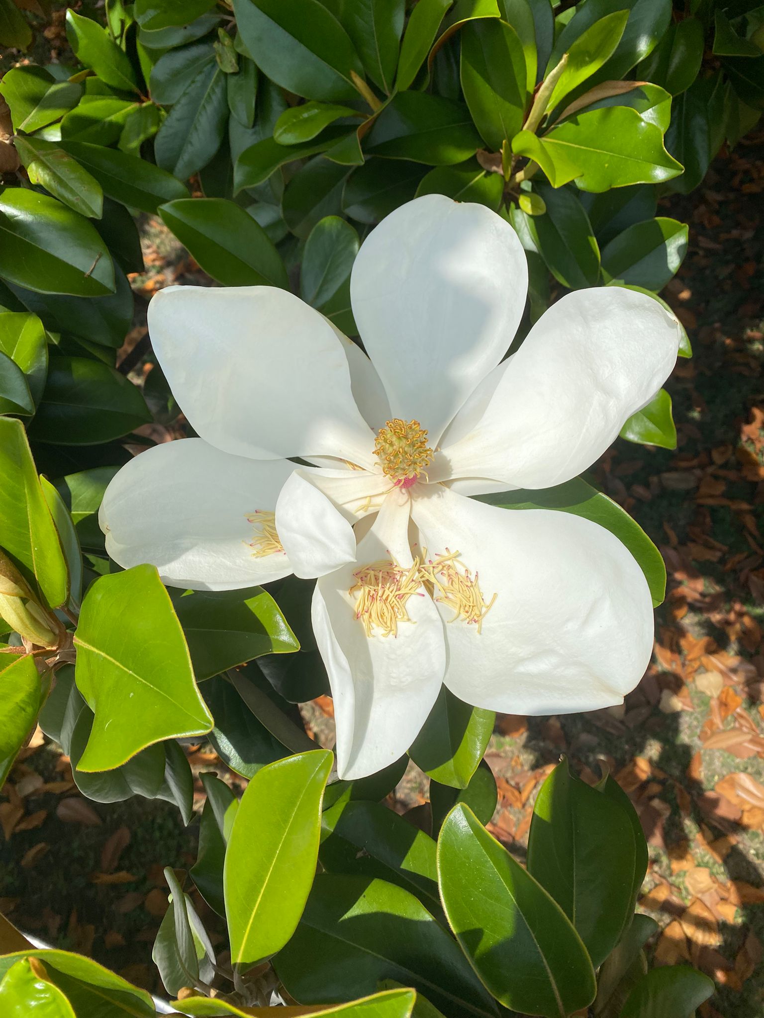 Photo numéro 5 de la galerie de Martha Leparmentier : Réflexologue à Soisy-sous-Montmorency. Prendre RDV