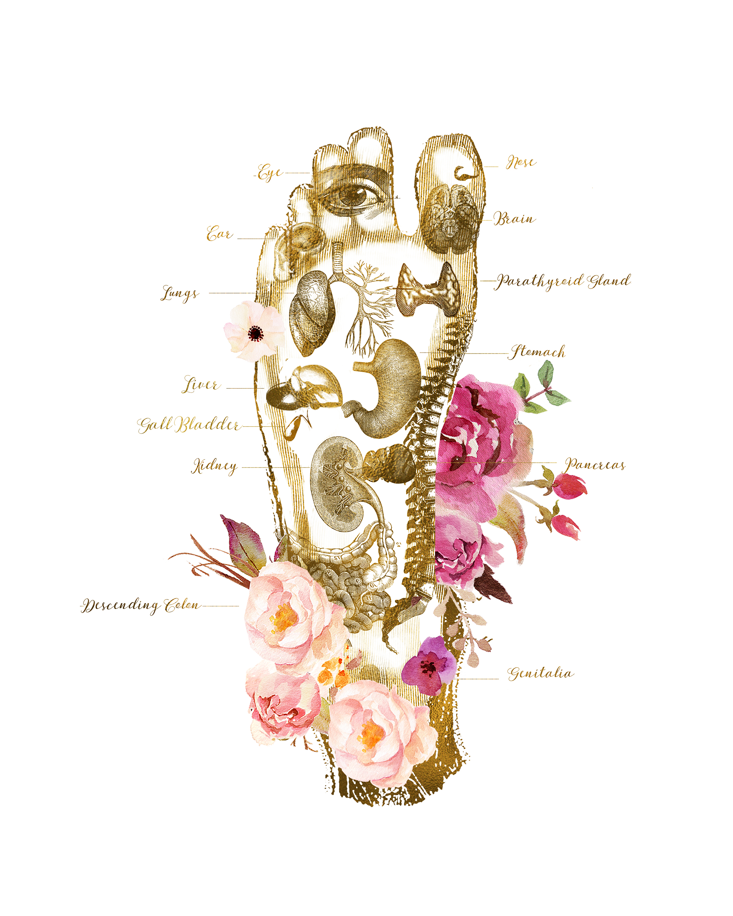 Photo numéro 1 de la galerie de Marine Bernard : Réflexologue à Les Angles. Prendre RDV